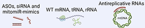 Mitochondrial rRNA blocker